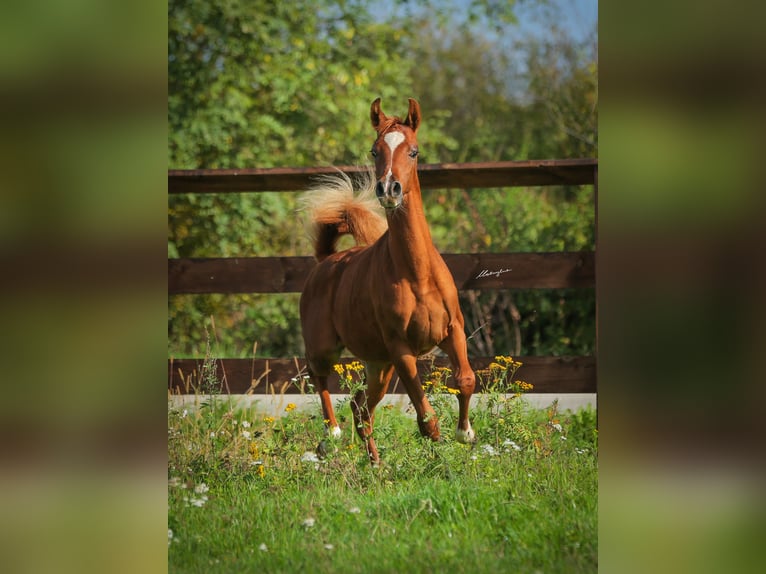 Arabian horses Stallion 1 year Chestnut-Red in Jaros&#x142;aw