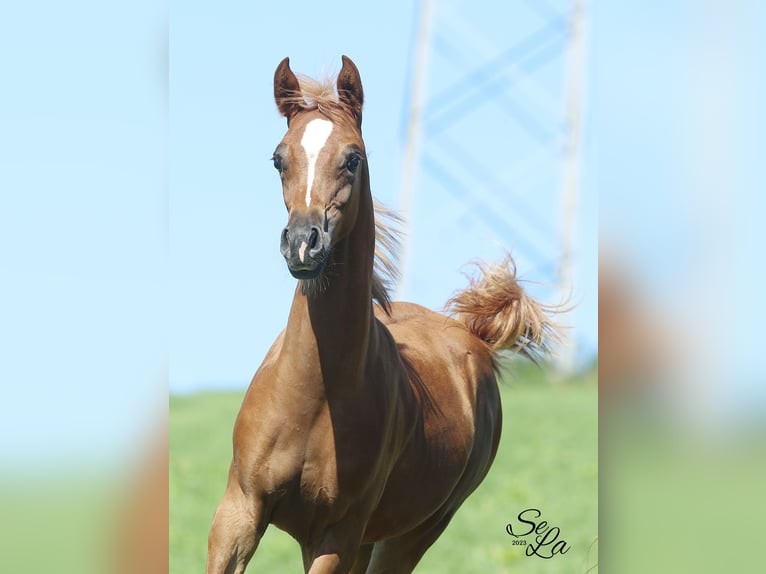 Arabian horses Stallion 1 year Chestnut-Red in Wallsee