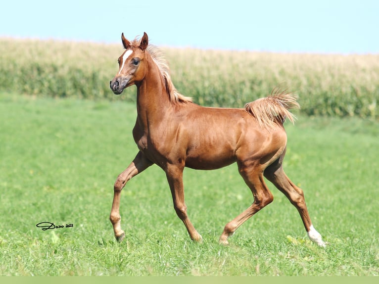 Arabian horses Stallion 1 year Chestnut-Red in Wallsee