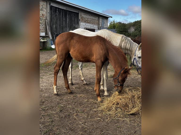 Arabian horses Stallion 1 year Chestnut-Red in Szepietowo