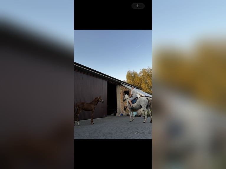 Arabian horses Stallion 1 year Chestnut-Red in Szepietowo