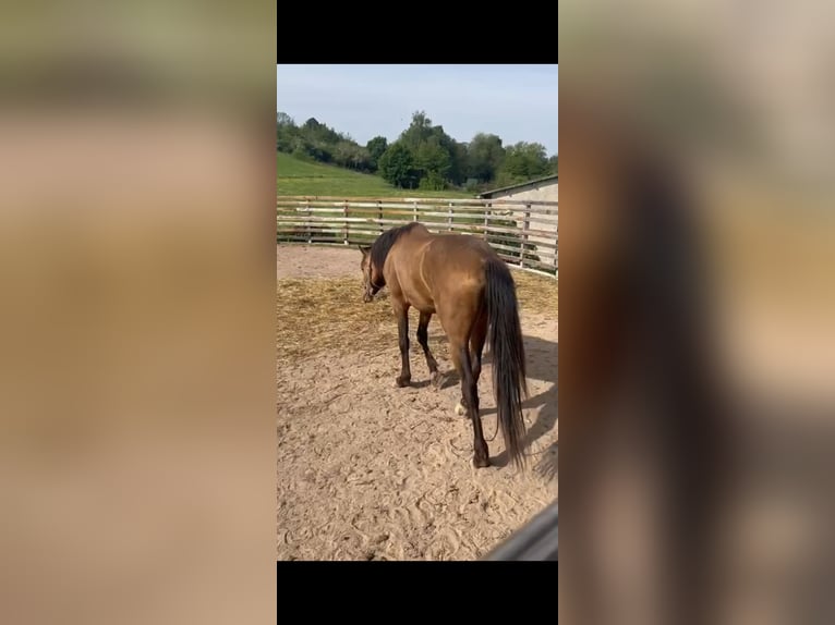 Arabian horses Mix Stallion 1 year  in Birkenfelde