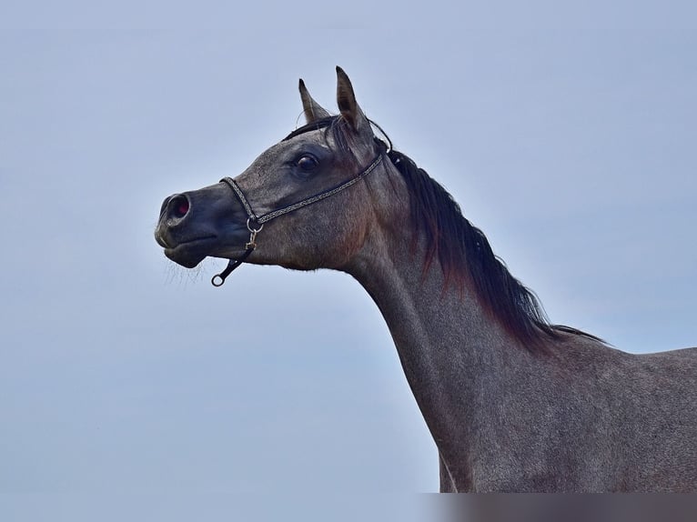 Arabian horses Stallion 1 year in Wouwse Plantage