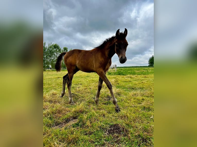 Arabian horses Stallion 1 year Gray-Dark-Tan in Veurne