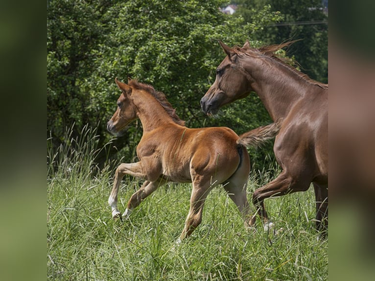 Arabian horses Stallion 1 year Gray in Gemünden (Felda)