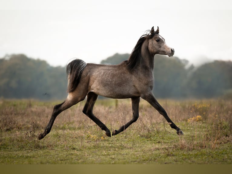 Arabian horses Stallion 1 year Gray in Kelpen-Oler