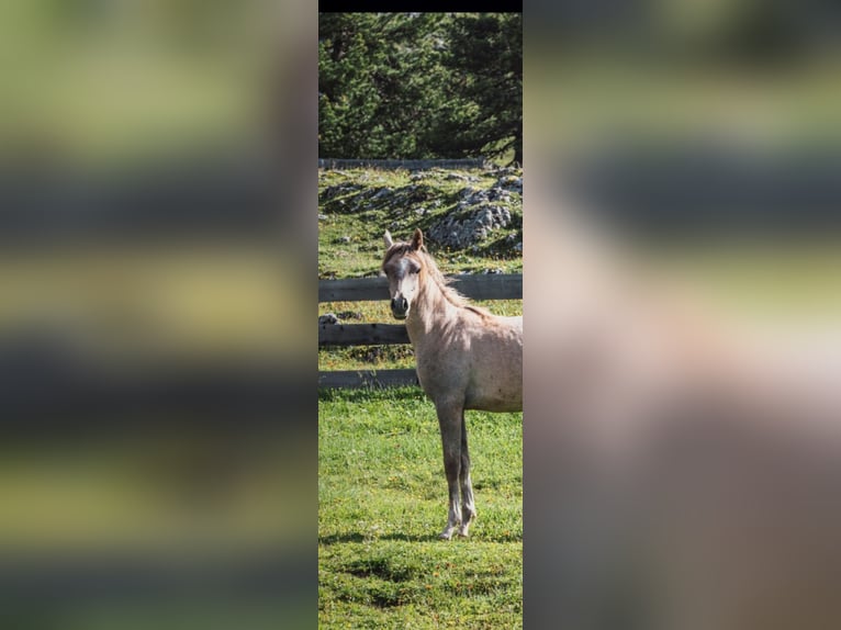 Arabian horses Stallion 1 year Gray in Prags