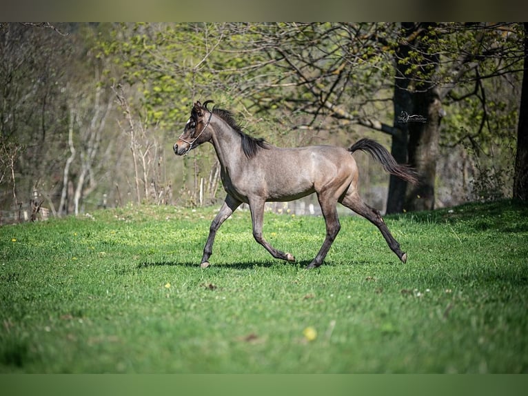 Arabian horses Stallion 1 year Gray in Grünbach am Schneeberg