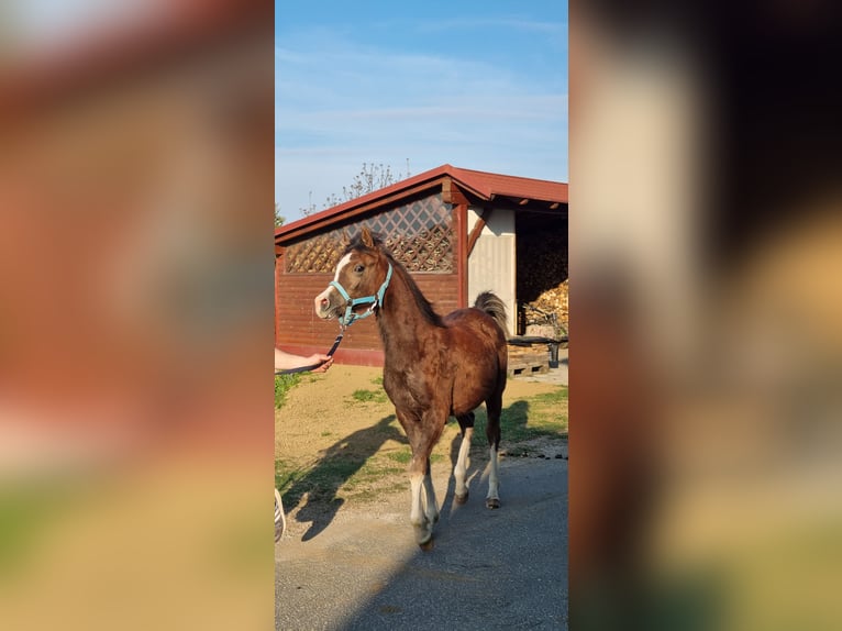 Arabian horses Stallion 1 year Grey-Dark-Tan in Ptuj