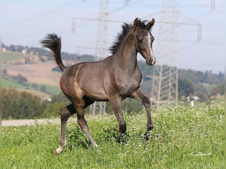 Arabian horses Stallion 1 year Grey in Wallsee