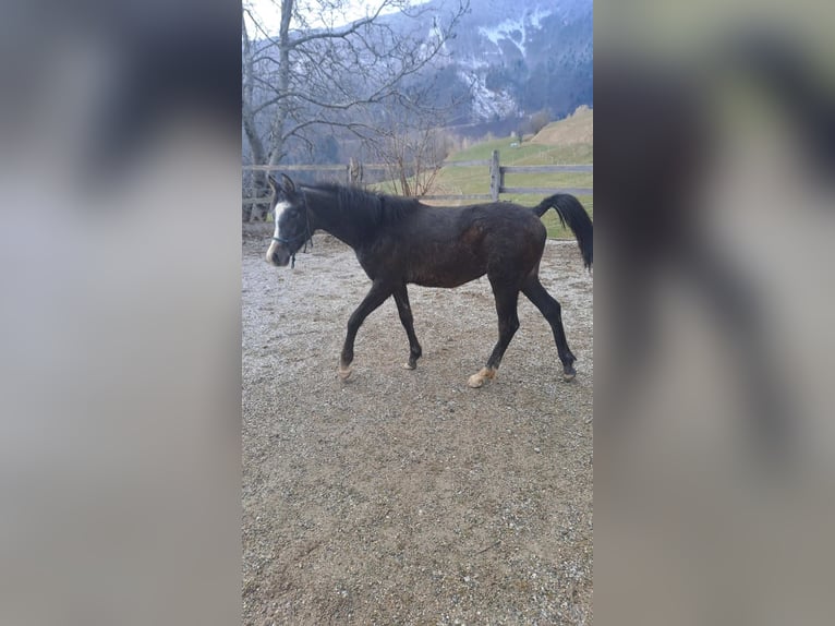 Arabian horses Stallion 1 year Grey-Red-Tan in Poljane nad Škofjo Loko