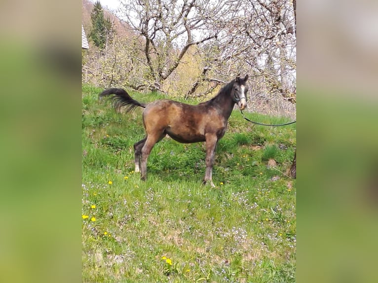 Arabian horses Stallion 1 year Grey-Red-Tan in Poljane nad Škofjo Loko