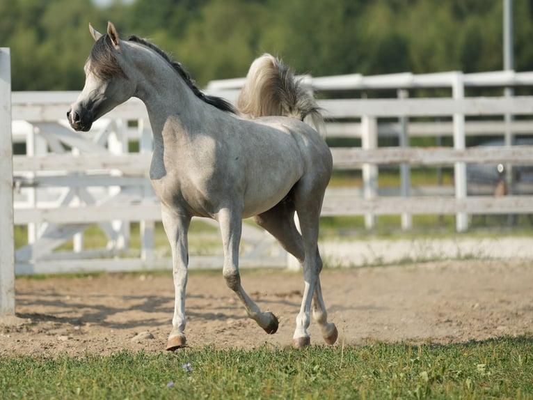 Arabian horses Stallion 1 year Grey in Jodłówka-Wałki
