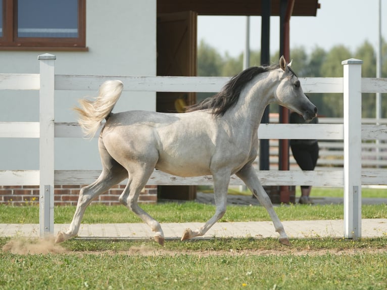 Arabian horses Stallion 1 year Grey in Jodłówka-Wałki