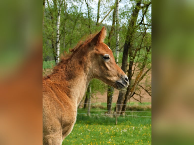 Arabian horses Stallion 1 year Grey in Chodová Planá