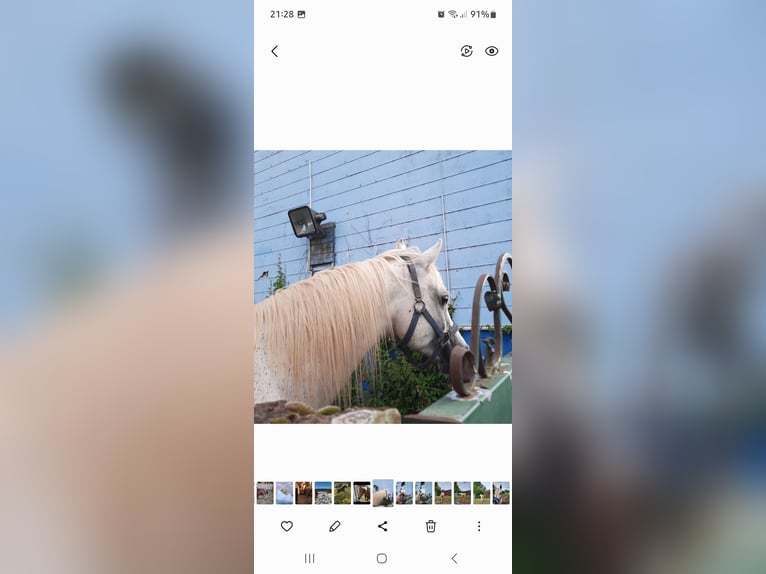 Arabian horses Stallion 20 years 15 hh Grey in Sefferweich