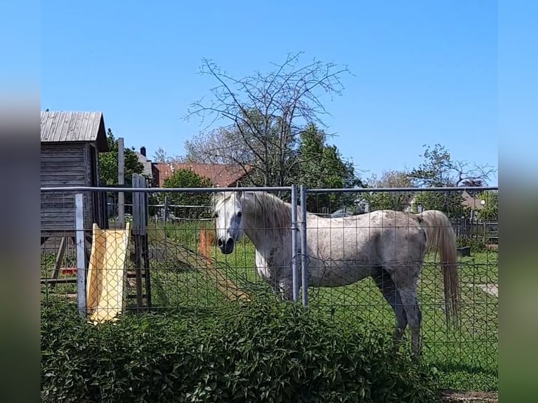 Arabian horses Stallion 20 years 15 hh Grey in Sefferweich