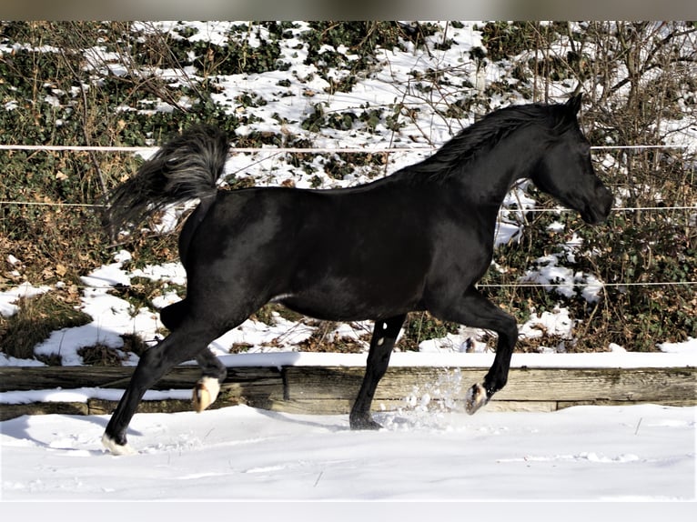 Arabian horses Stallion 21 years 14,3 hh Black in Bremen
