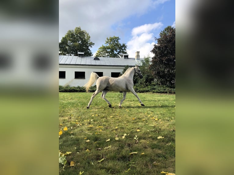 Arabian horses Stallion 21 years Gray in Janów Podlaski