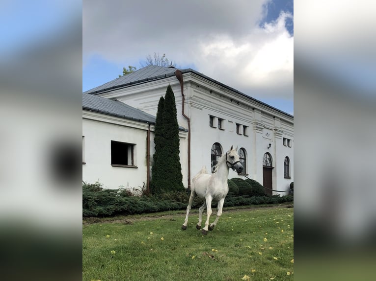 Arabian horses Stallion 21 years Gray in Janów Podlaski