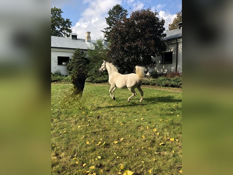 Arabian horses Stallion 21 years Gray in Janów Podlaski