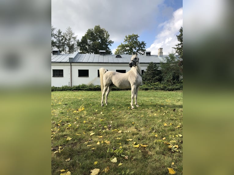 Arabian horses Stallion 21 years Gray in Janów Podlaski