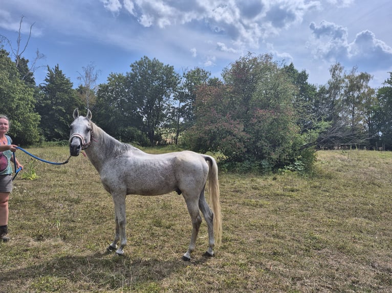 Arabian horses Stallion 22 years 14.2 hh Grey-Fleabitten in Kirchheim unter Teck