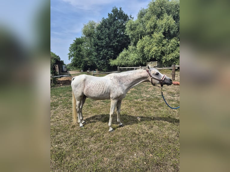 Arabian horses Stallion 22 years 14.2 hh Grey-Fleabitten in Kirchheim unter Teck