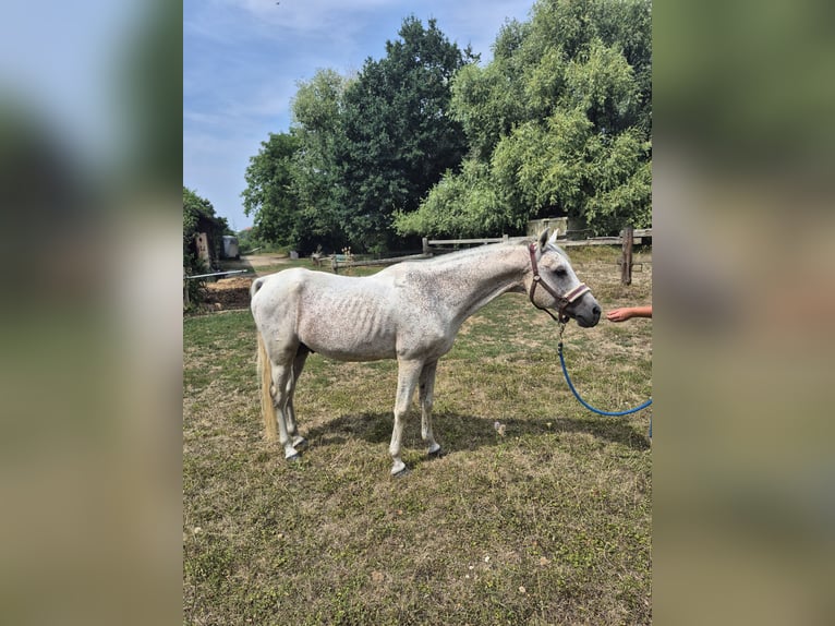 Arabian horses Stallion 22 years 14.2 hh Grey-Fleabitten in Kirchheim unter Teck