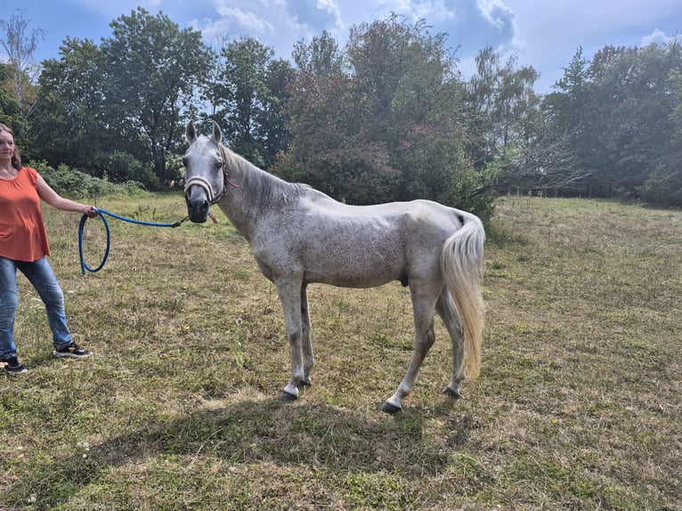 Arabian horses Stallion 22 years 14.2 hh Grey-Fleabitten in Kirchheim unter Teck