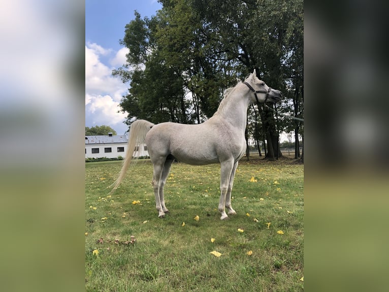 Arabian horses Stallion 22 years Gray in Janów Podlaski