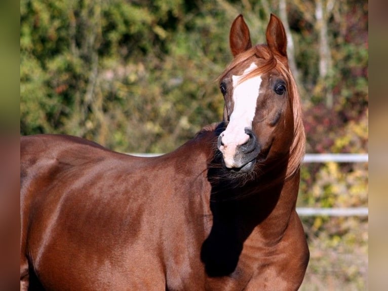 Arabian horses Stallion 24 years 15 hh Chestnut-Red in Kraichtal
