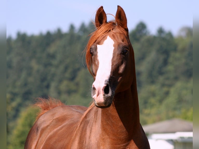 Arabian horses Stallion 24 years 15 hh Chestnut-Red in Kraichtal