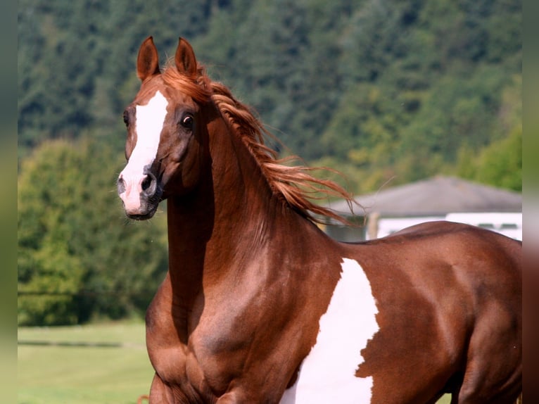 Arabian horses Stallion 24 years 15 hh Chestnut-Red in Kraichtal