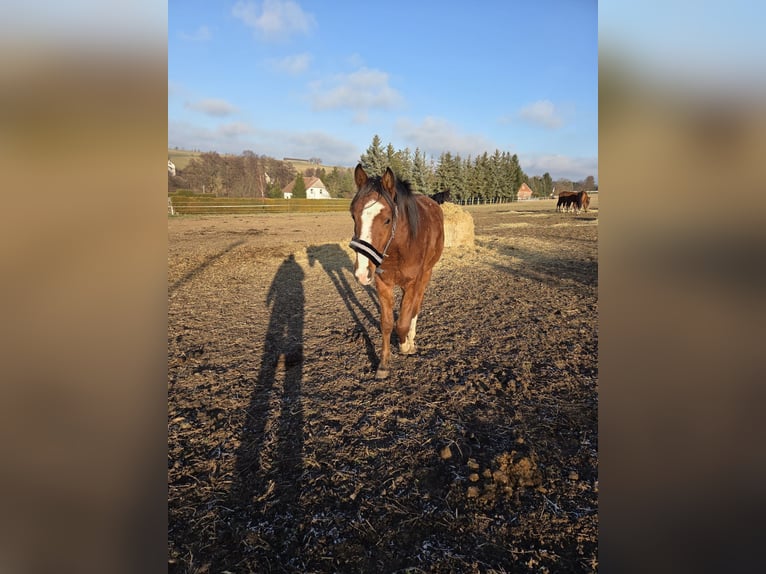 Arabian horses Stallion 2 years 13.2 hh Brown in Zwickau