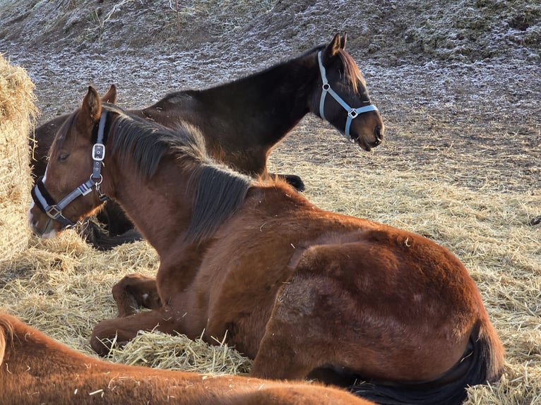 Arabian horses Stallion 2 years 13.2 hh Brown in Zwickau