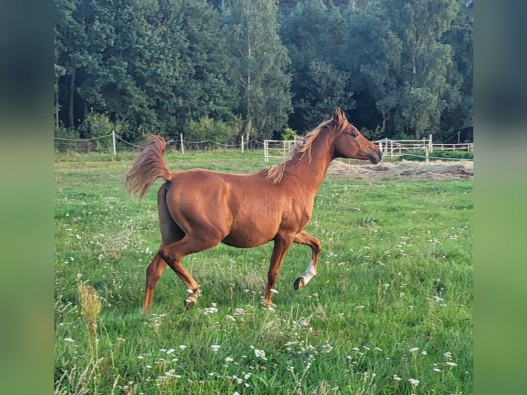 Arabian horses Stallion 2 years 13.3 hh Chestnut in Lubiszyn
