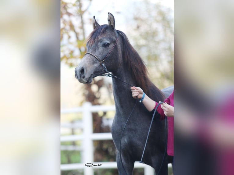 Arabian horses Stallion 2 years 13,3 hh Gray-Fleabitten in Söll