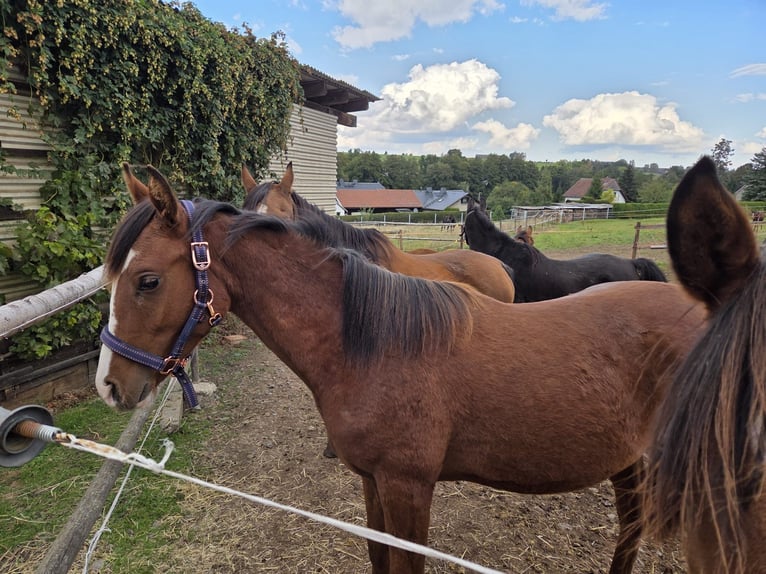 Arabian horses Stallion 2 years 13,2 hh Brown in Zwickau