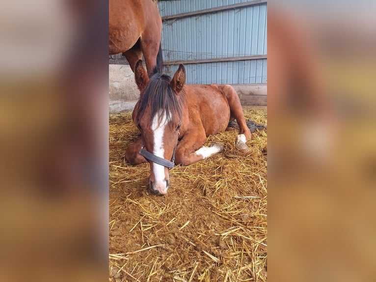 Arabian horses Stallion 2 years 13,2 hh Brown in Zwickau