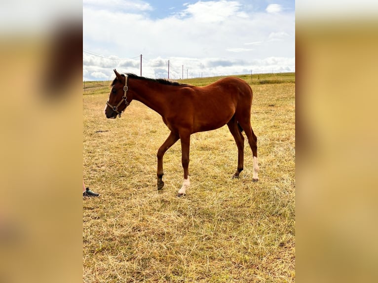 Arabian horses Stallion 2 years 13,2 hh Brown in Zwickau