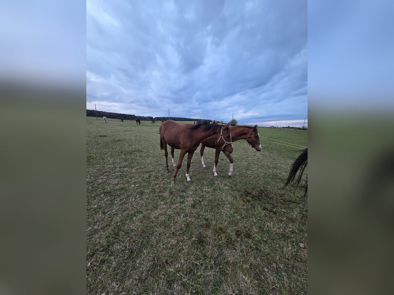 Arabian horses Stallion 2 years 13,2 hh Brown in Zwickau