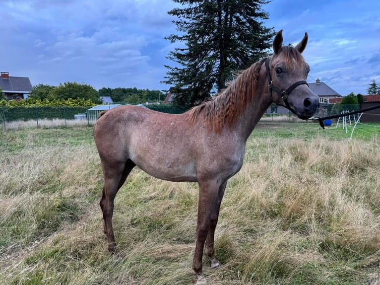 Arabian horses Stallion 2 years 13,2 hh in Zonhoven