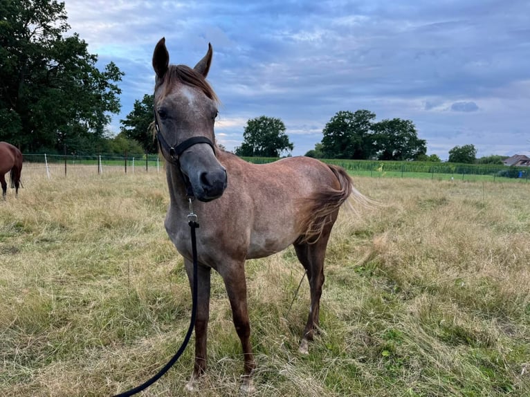 Arabian horses Stallion 2 years 13,2 hh in Zonhoven