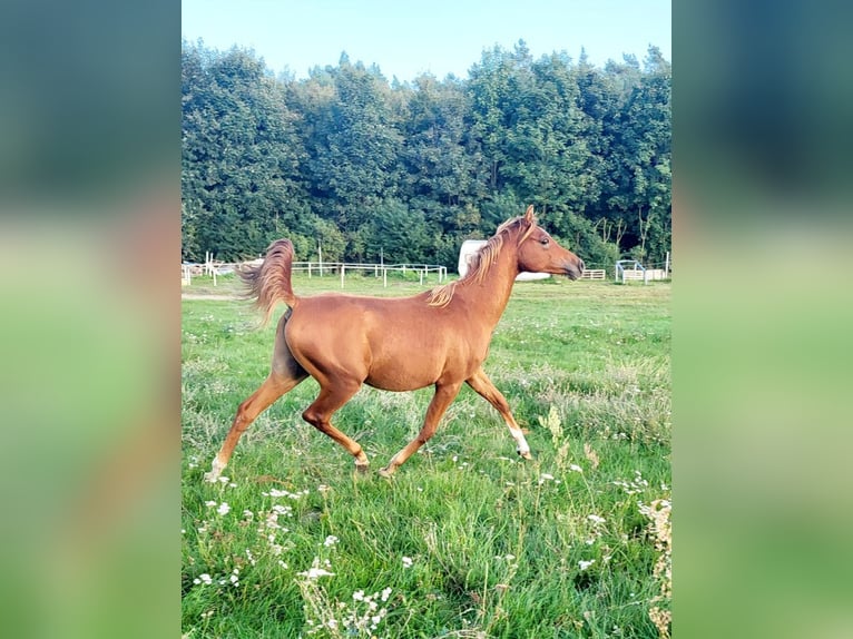 Arabian horses Stallion 2 years 13,3 hh Chestnut in Lubiszyn