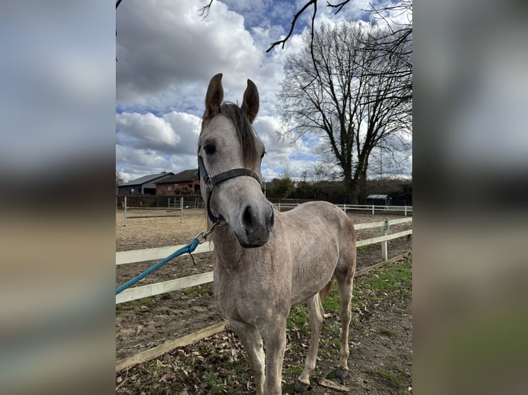 Arabian horses Stallion 2 years 14.1 hh Grey-Red-Tan in Zonhoven