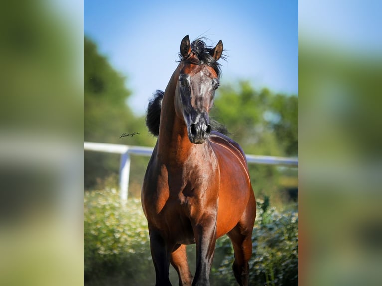 Arabian horses Stallion 2 years 14.2 hh Bay-Dark in Czlekowka