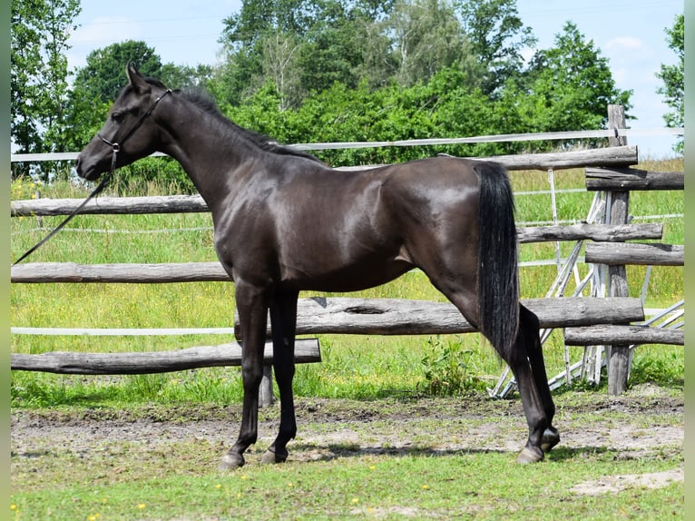 Arabian horses Stallion 2 years 14,2 hh Black in Wielołęka