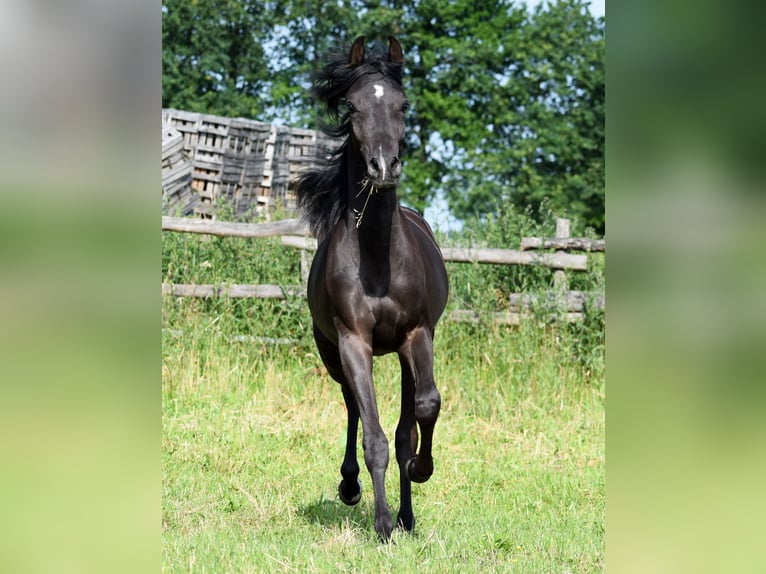 Arabian horses Stallion 2 years 14,2 hh Black in Wielołęka