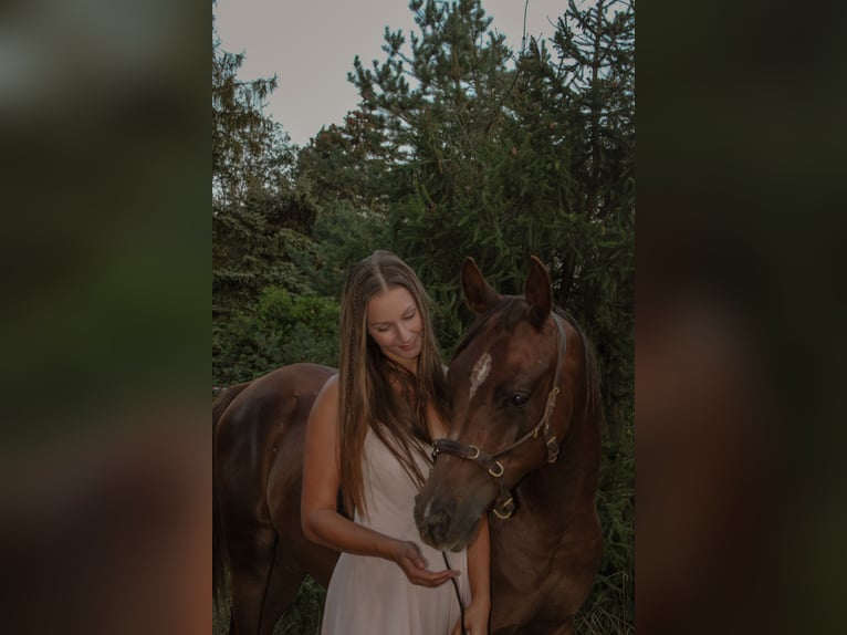 Arabian horses Stallion 2 years 14,2 hh Chestnut in Zeithain